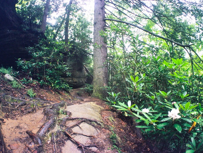 Lush forest after wet spring and early summer